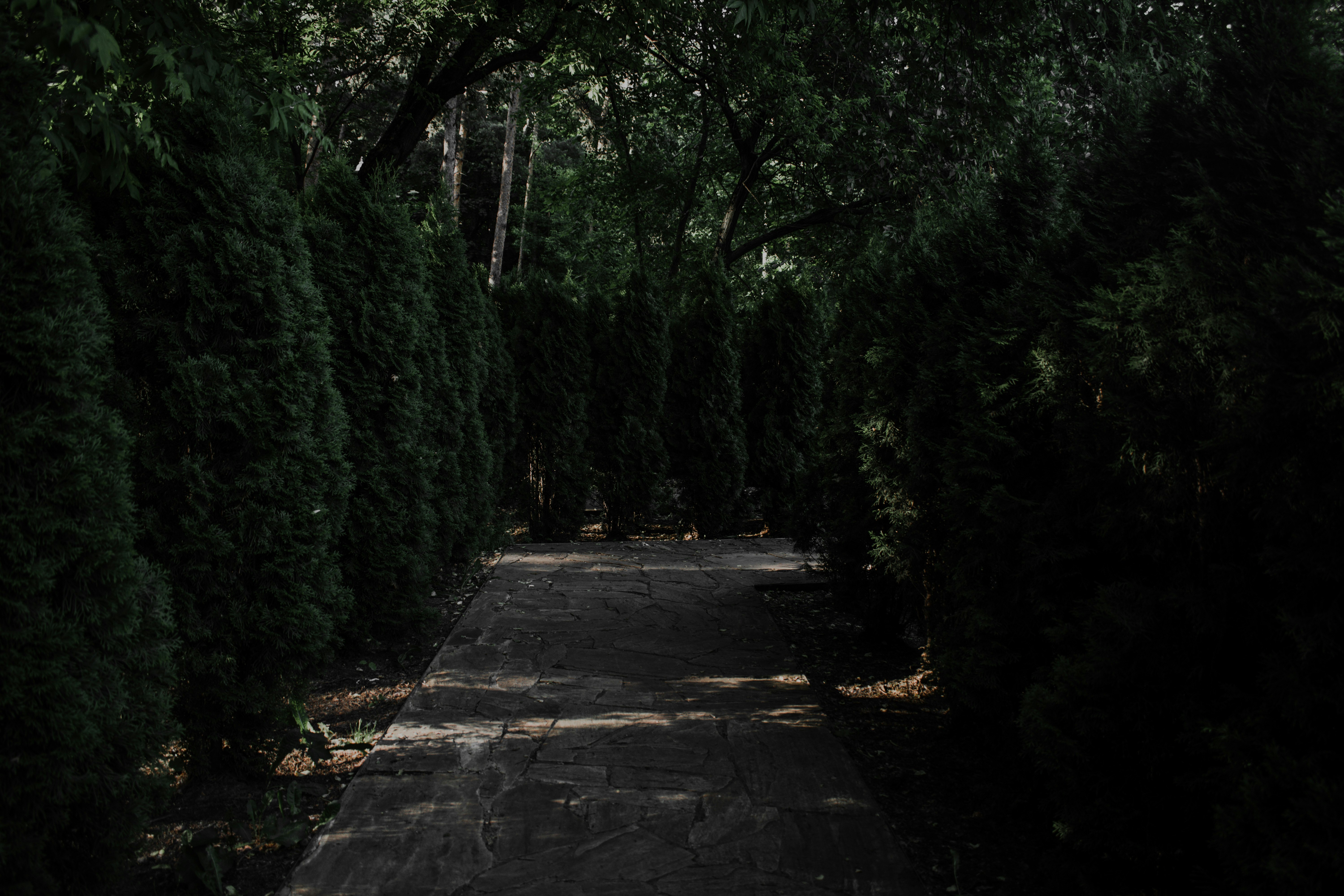 gray concrete pathway between green trees during daytime